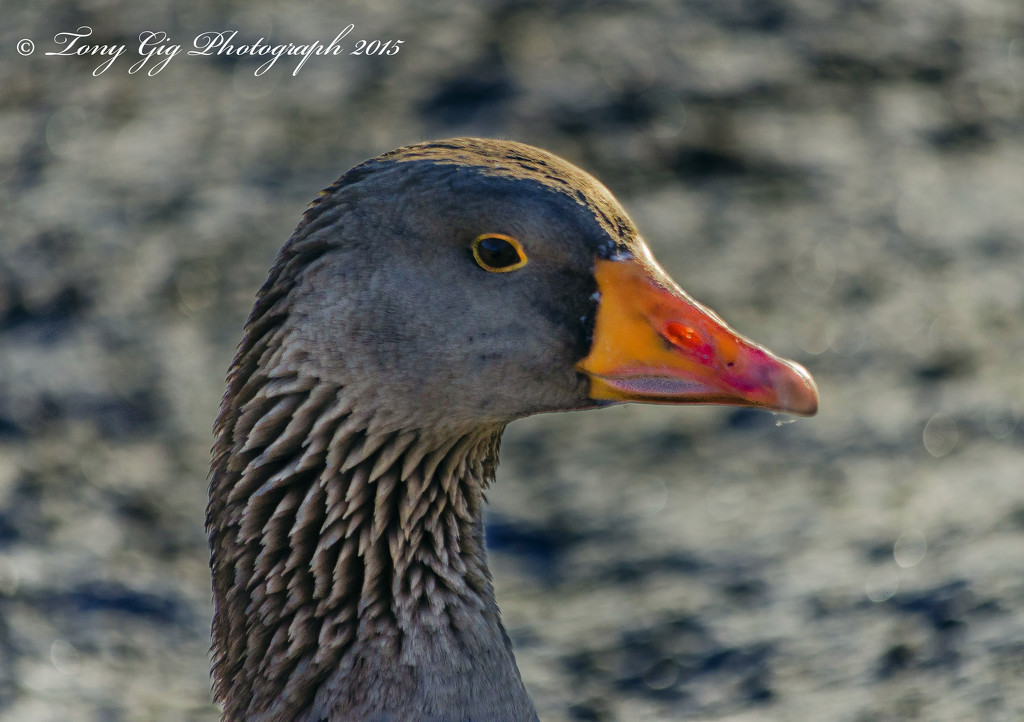 Goose On The Pond by tonygig