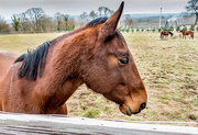 10th Feb 2015 - A Year of Days: Day 41 -  A Horsey Hello
