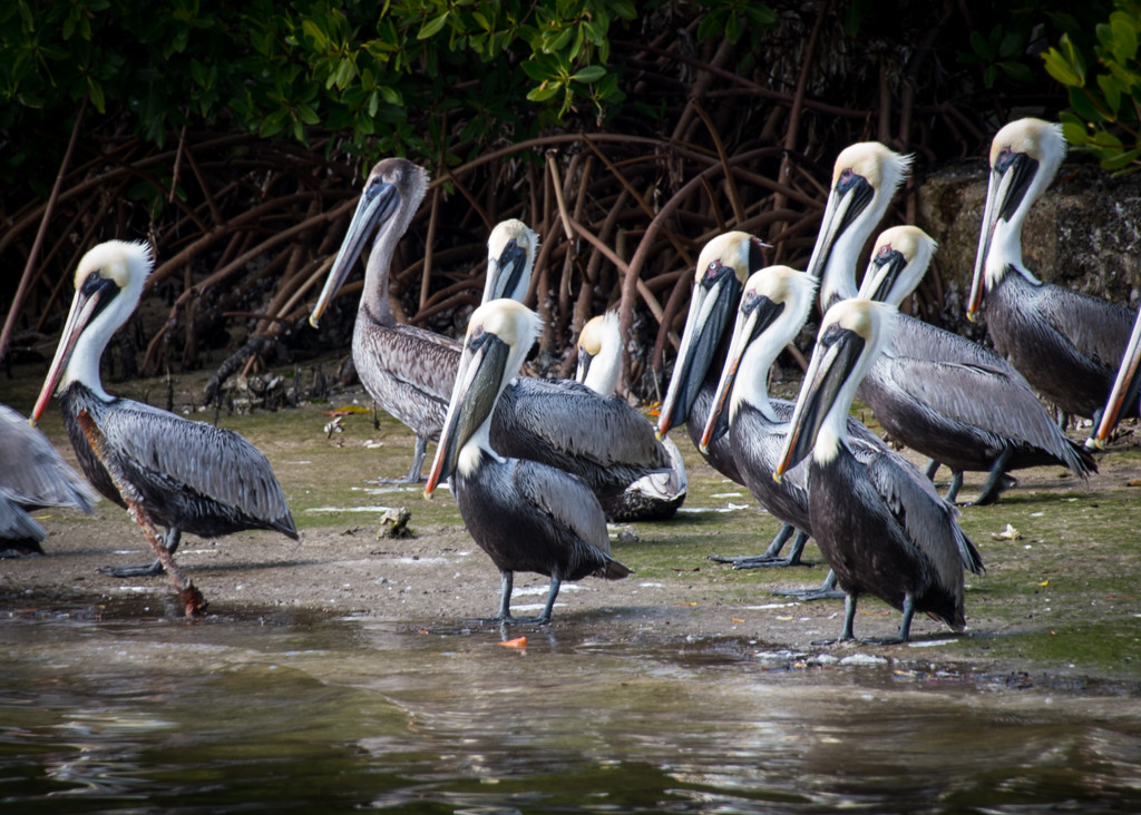 Pelicans  by epcello