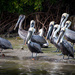 Pelicans  by epcello