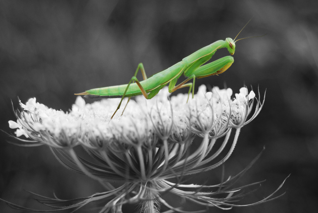 Praying mantis! Picture from my archives! by fayefaye