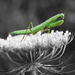 Praying mantis! Picture from my archives! by fayefaye