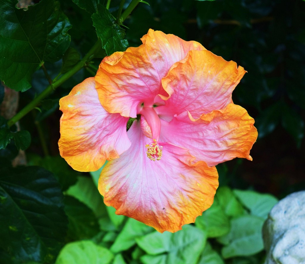 Beautiful Tropical Hibiscus. by happysnaps