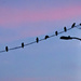 String of Crows by elatedpixie