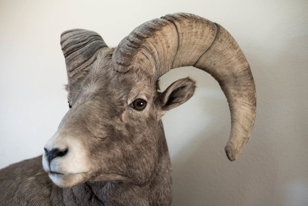 Portrait of a Big Horn Sheep by taffy