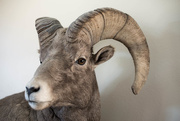 9th Feb 2015 - Portrait of a Big Horn Sheep