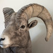 Portrait of a Big Horn Sheep by taffy