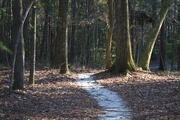 11th Feb 2015 - Path in winter woods, Caw Caw County Park, Charleston County South Carolina