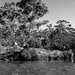 Stringybarks at Oallen Ford by peterdegraaff
