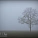 Lone Tree by carolmw