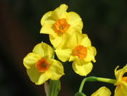 11th Feb 2015 - Daffodils