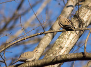 10th Feb 2015 - 2 mourning doves