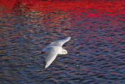 10th Feb 2015 - GLIDING OVER COLOURED WATERS