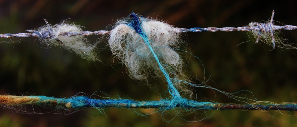 Blue and Wired Wool by motherjane