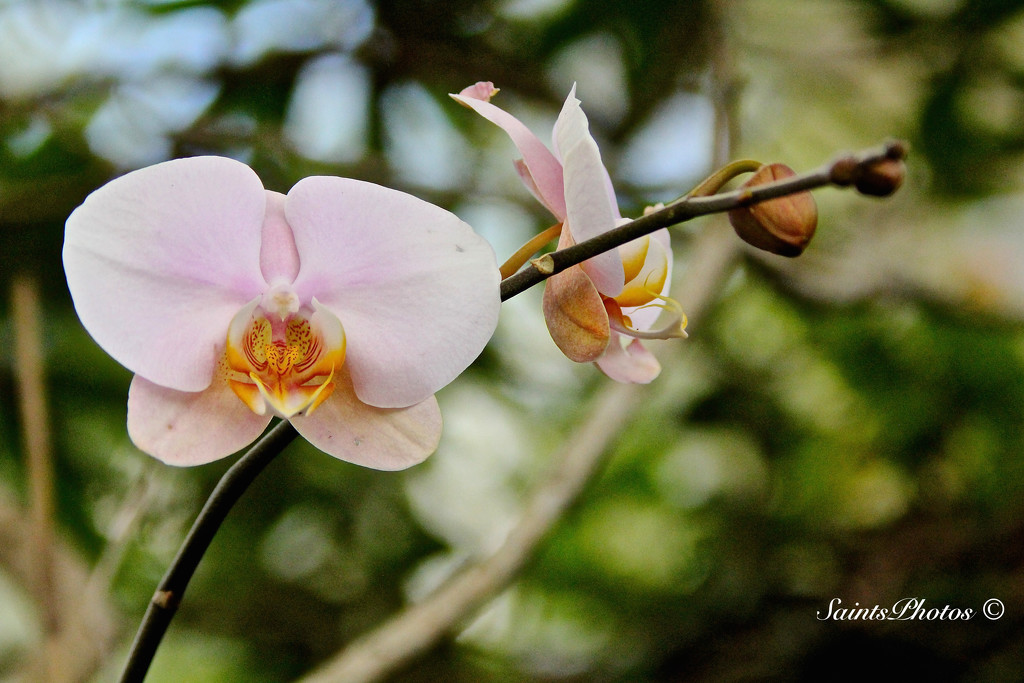 Pink orchid by stcyr1up