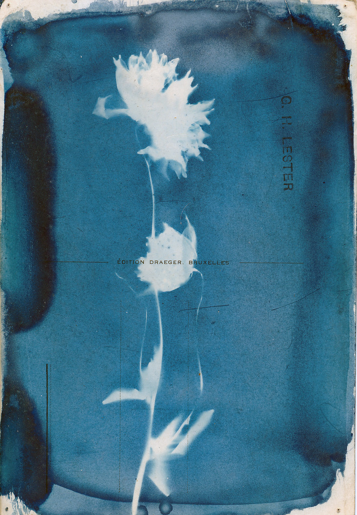 postcard cyanotype by ingrid2101