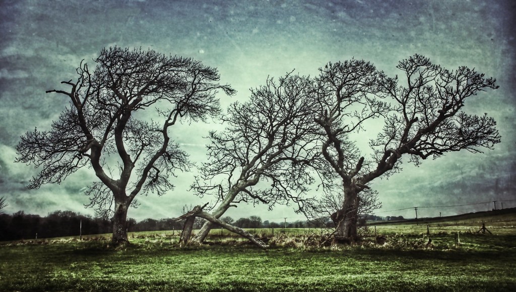 three tree's by jack4john