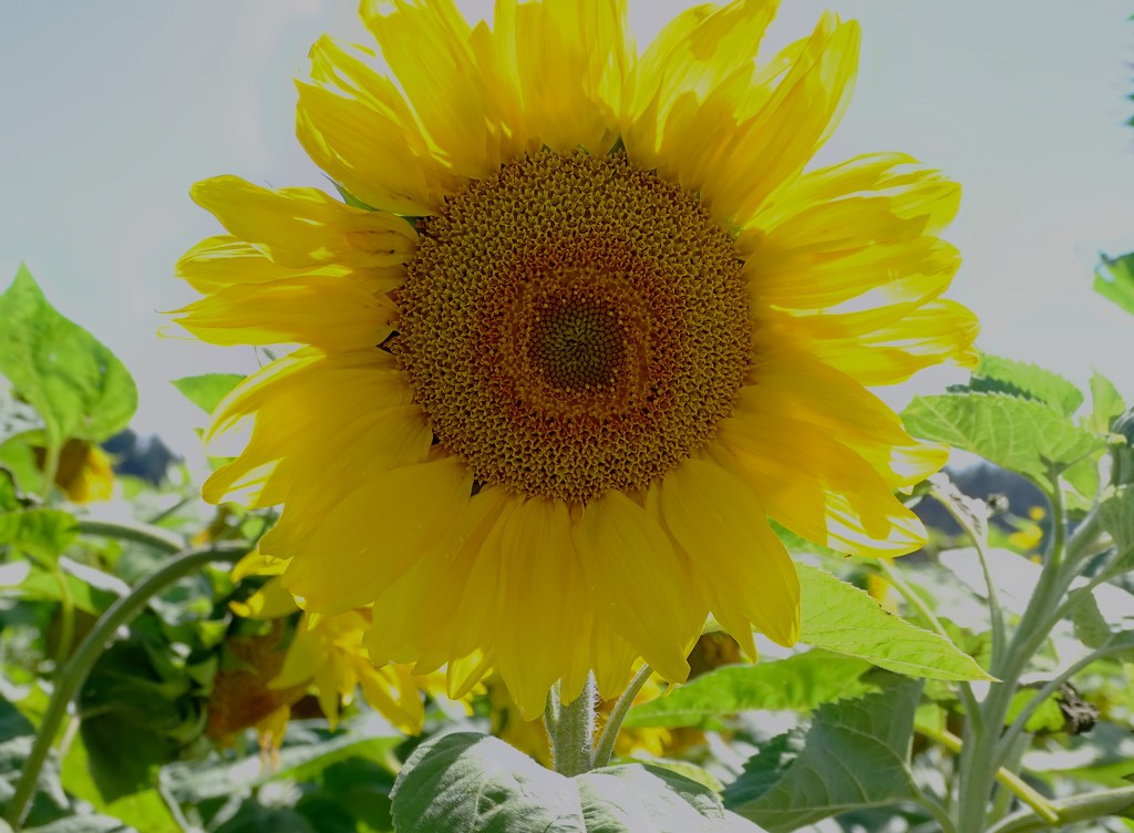 Ah, Sunflower.... by maggiemae
