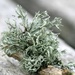 lichen -2 by callymazoo