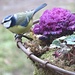 Blue Tit by countrylassie