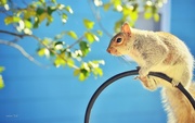 11th Feb 2015 - Squirrel on a Mission