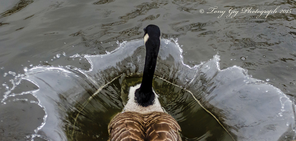 Goose Crown. by tonygig