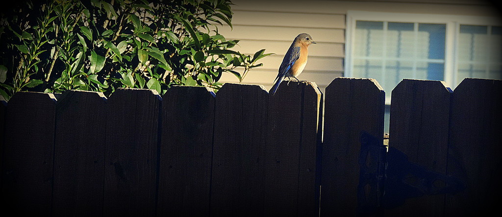 Sittin' on the Fence! by homeschoolmom