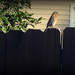 Sittin' on the Fence! by homeschoolmom