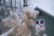 9th Feb 2015 - Tall grass and snow