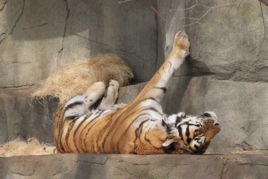 Sleeping Tiger by randy23