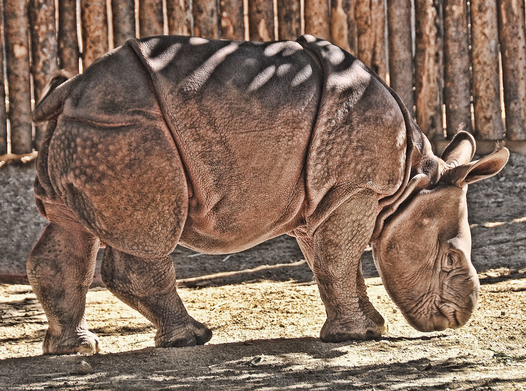 Baby Rhino Makes Friends With A Bug by joysfocus