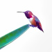 Painted Hummingbird by joysfocus