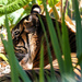 Hidden tiger by flyrobin