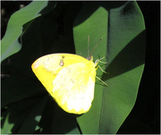 12th Feb 2015 - yellow butterfly