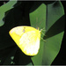 yellow butterfly by kerenmcsweeney