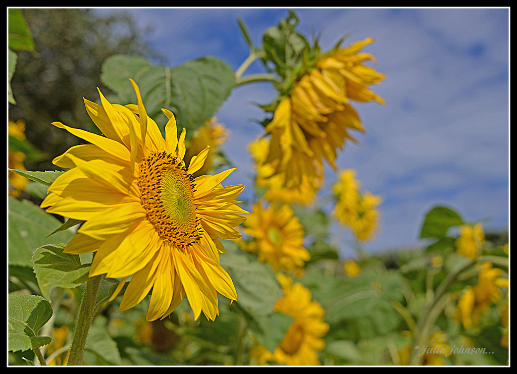 Sunflower fields... by julzmaioro
