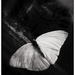 Butterfly in Black by aikiuser