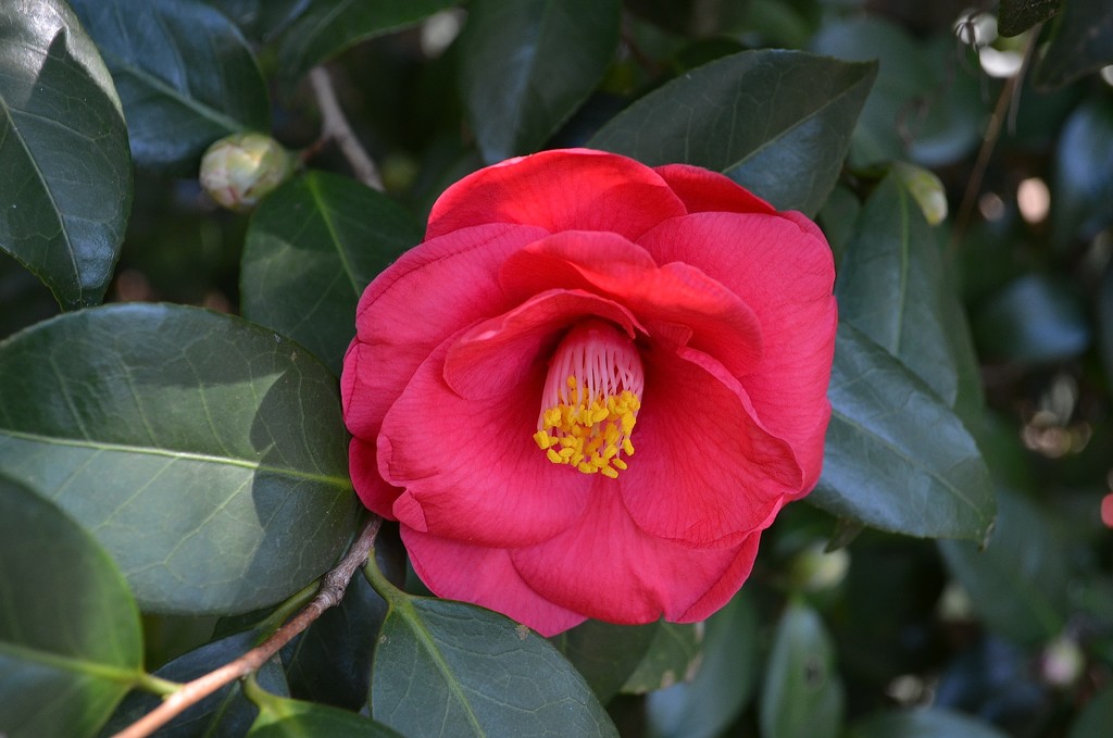 Charles Towne Landing State Historic Site is full of camellias in full bloom this time of year. by congaree