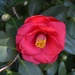 Charles Towne Landing State Historic Site is full of camellias in full bloom this time of year. by congaree