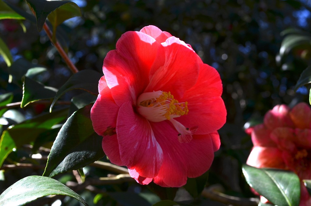 Charles Towne Landing State Historic Site is full of camellias in full bloom this time of year. by congaree