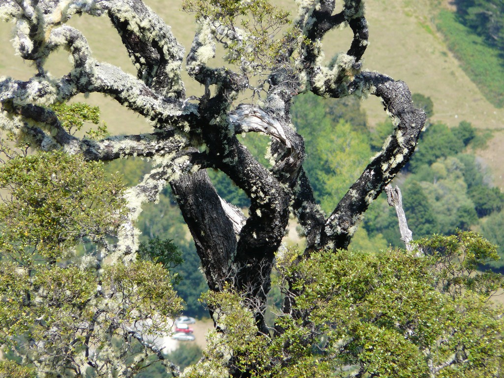 Gnarled tree by kyfto