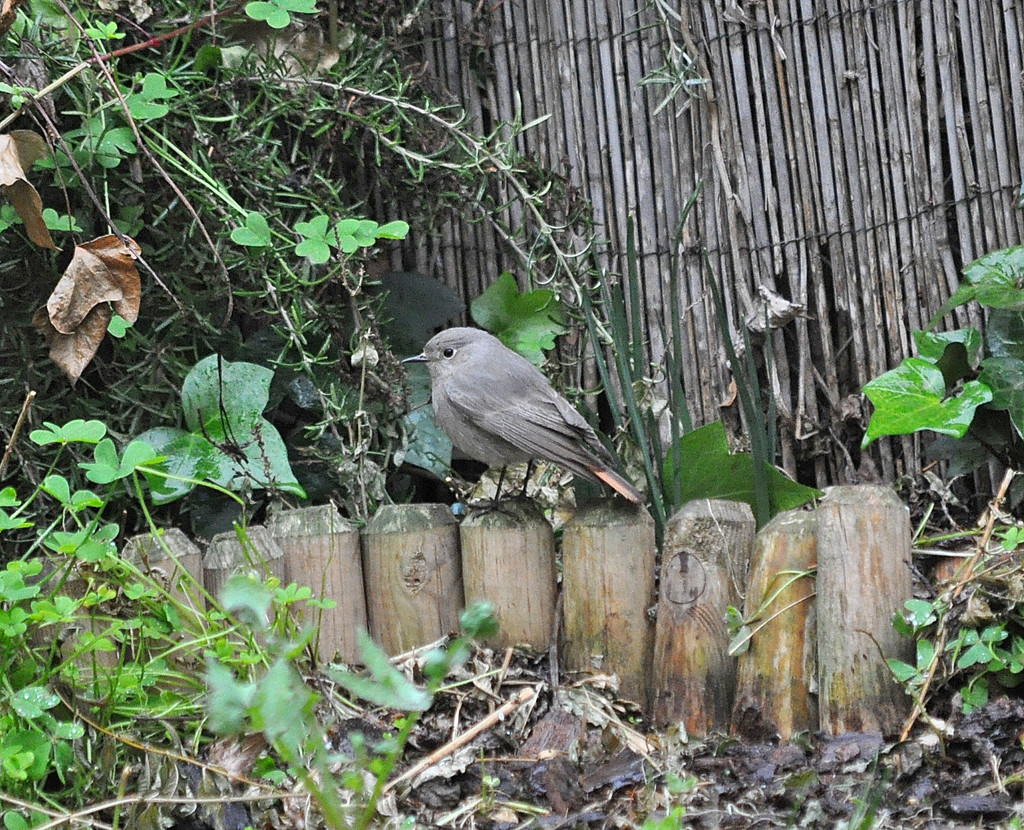 Bird in Garden by philbacon