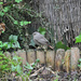 Bird in Garden by philbacon