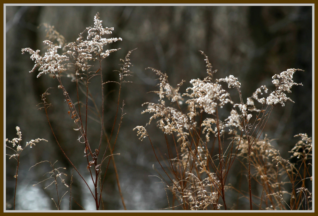 Winter weeds by mittens