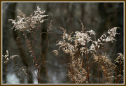 12th Feb 2015 - Winter weeds
