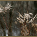Winter weeds by mittens