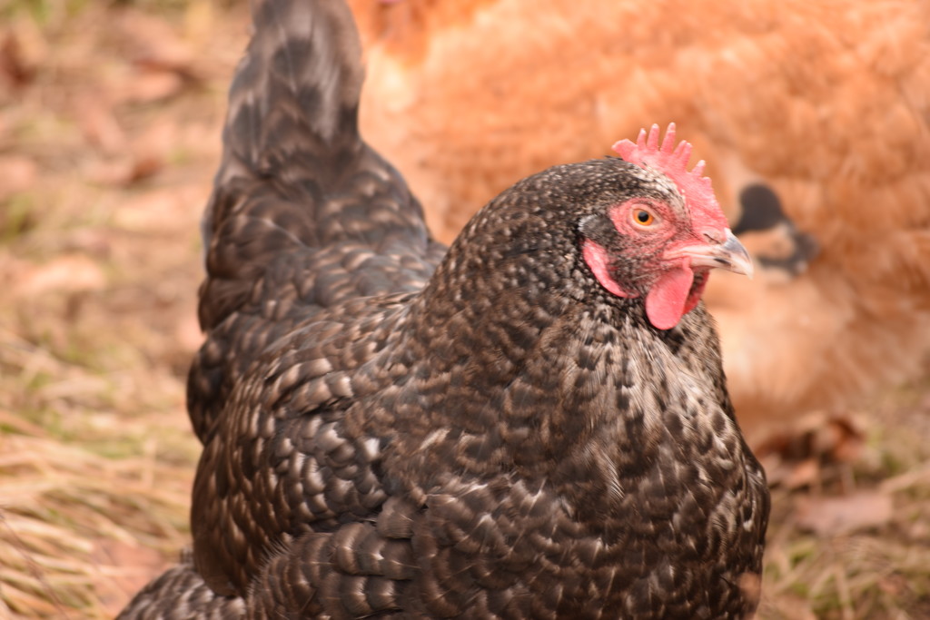 old marans hen by christophercox