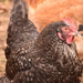 old marans hen by christophercox