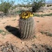Barrel Cactus  by wilkinscd