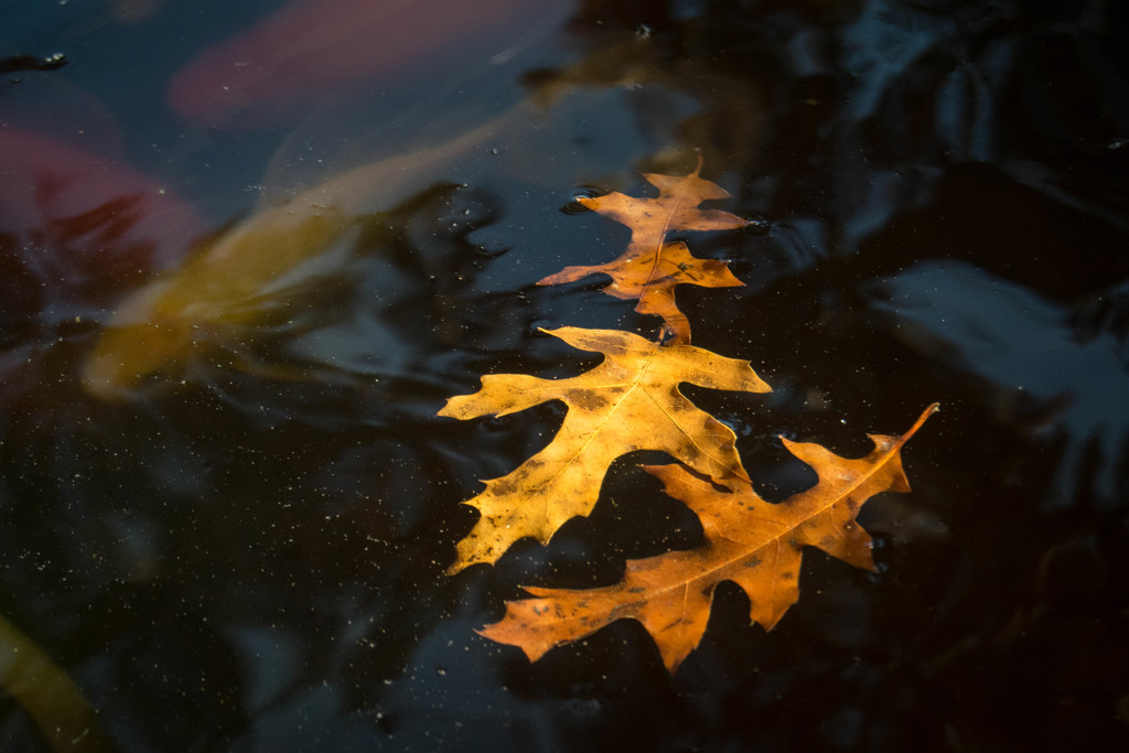 Leaves on Pond by ckwiseman